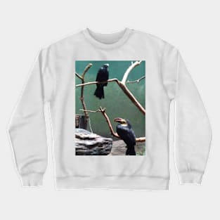 Toucans on branch t-shirt Crewneck Sweatshirt